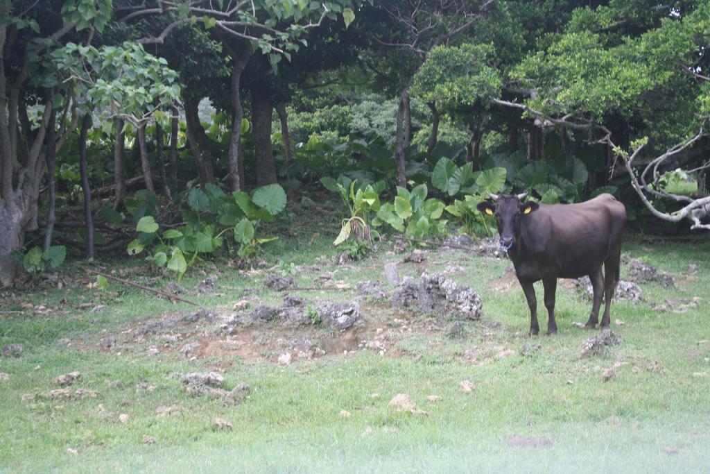 Cottage Blue Kabira Ishigaki  Екстериор снимка